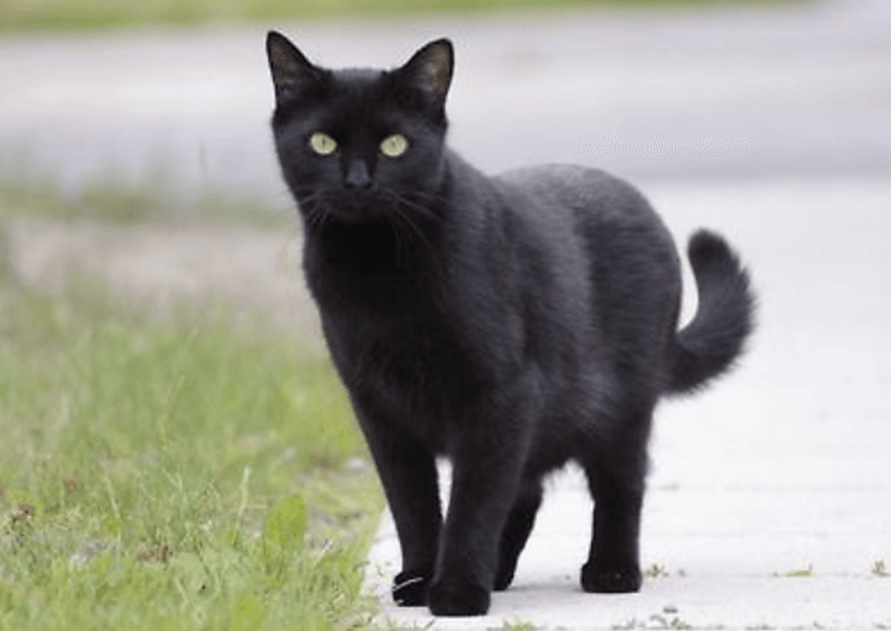 Russia's Lucky House Cat