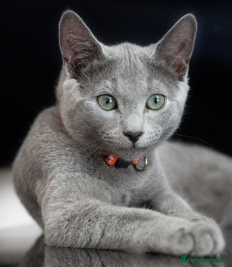 Russian Blue – Silas