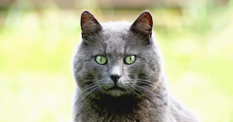 Russian Blue