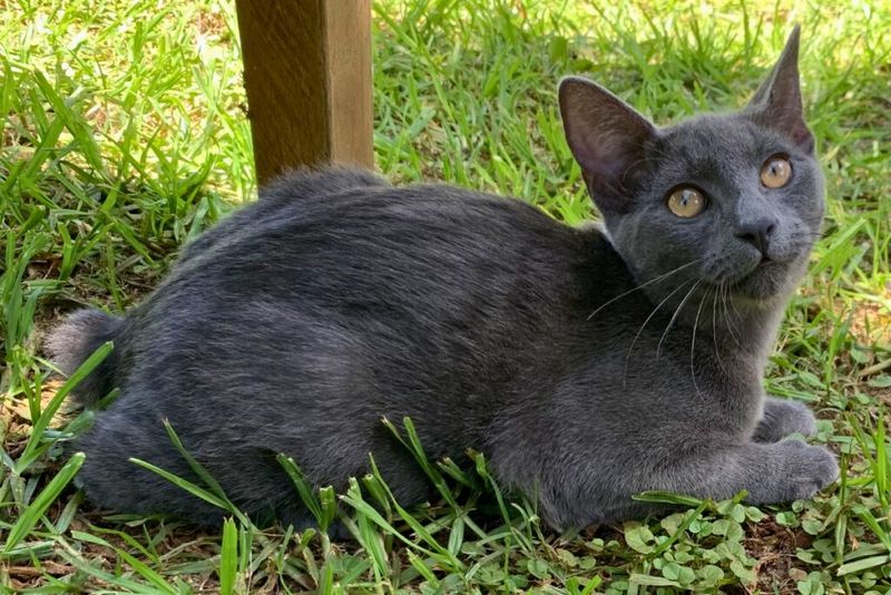 Russian Blue