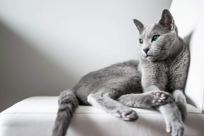 Russian Blue