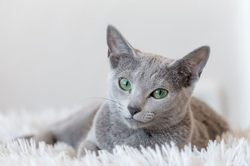 Russian Blue