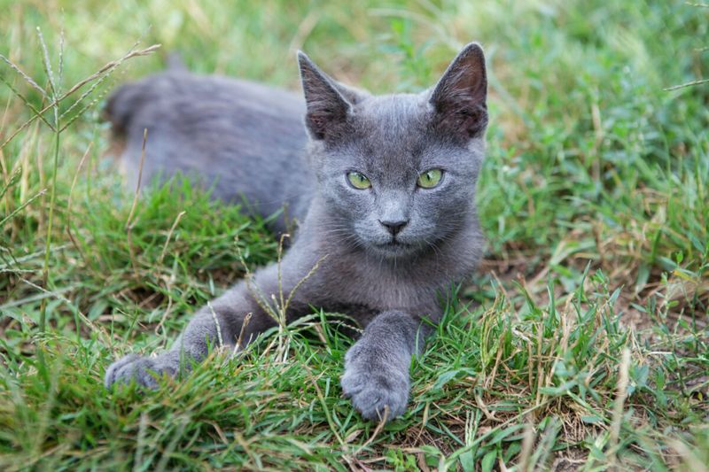 Russian Blue
