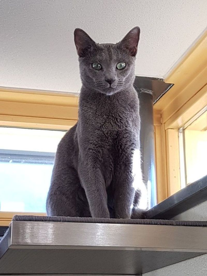 Russian Blue