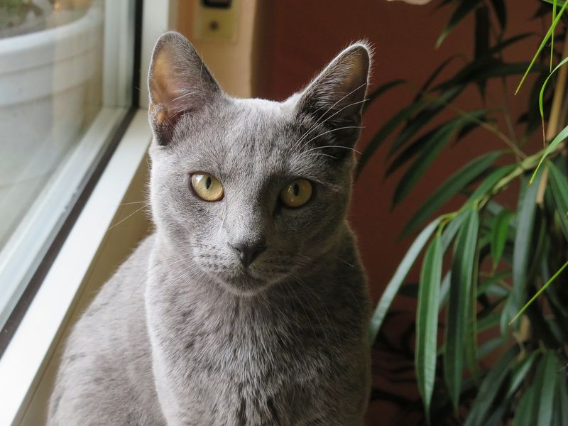 Russian Blue