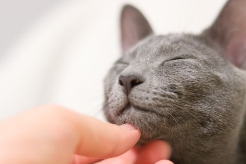 Russian Blue