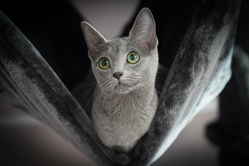 Russian Blue