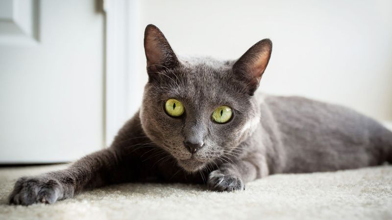 Russian Blue