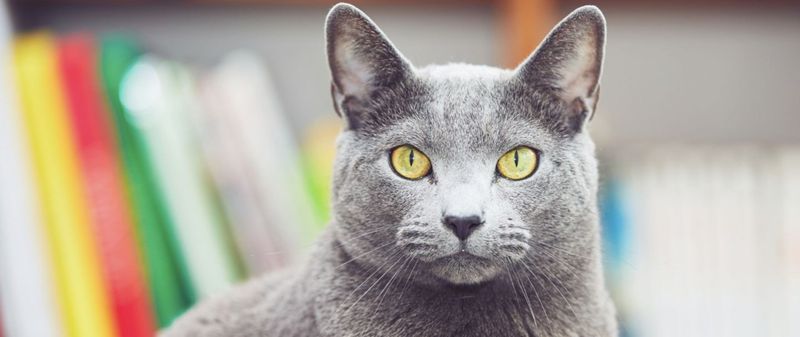 Russian Blue