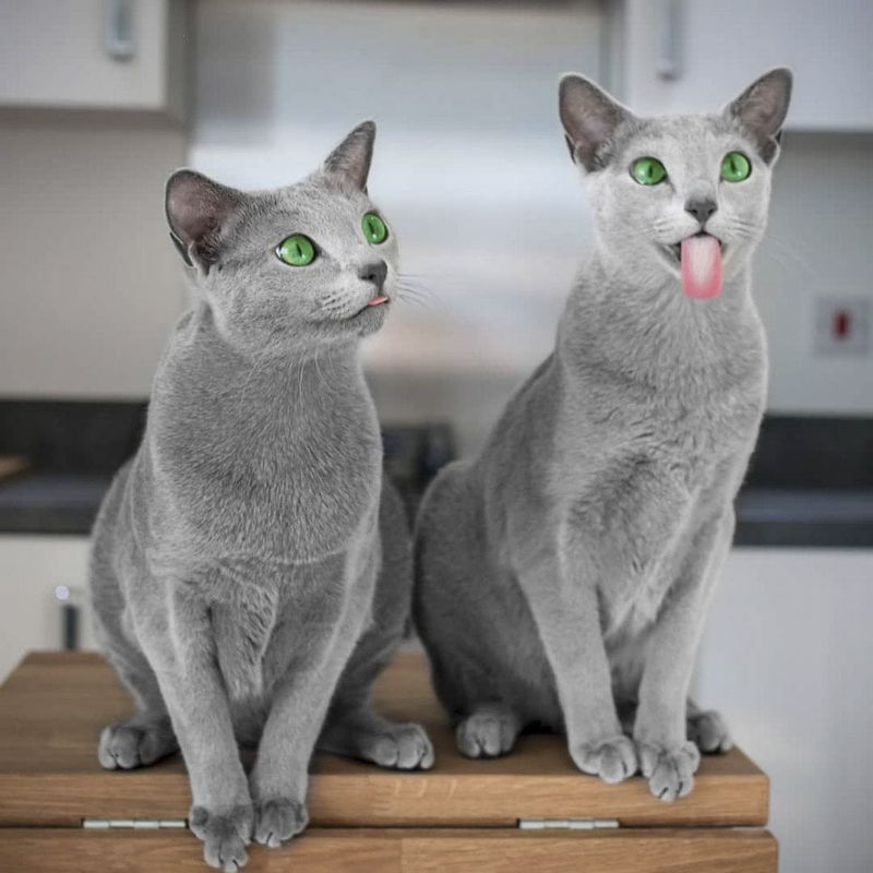 Russian Blue