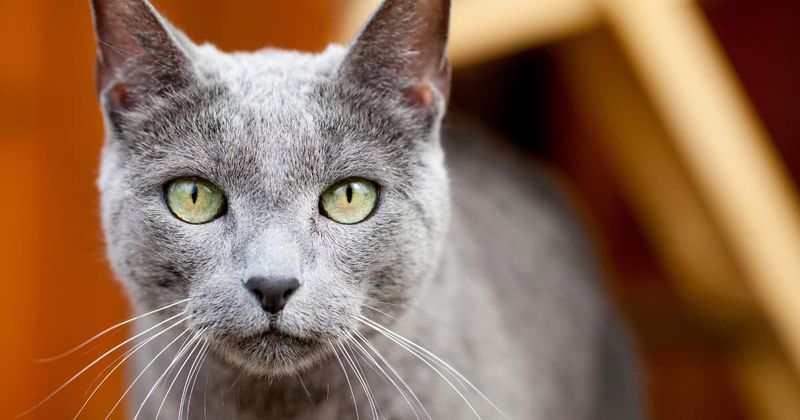 Russian Blue
