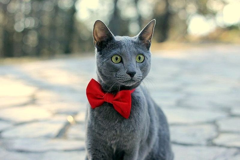Russian Blue