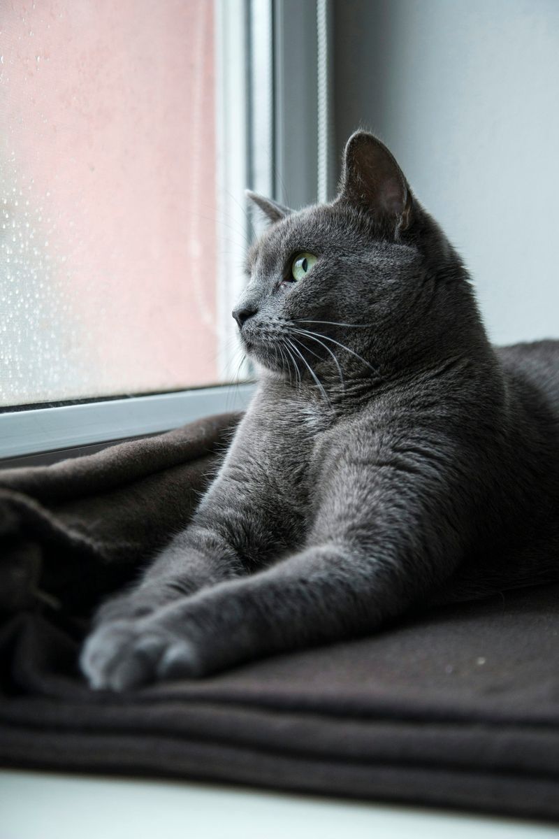 Russian Blue