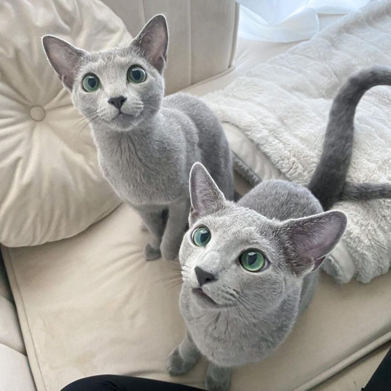 Russian Blue