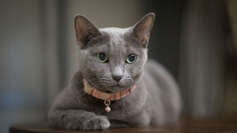 Russian Blue
