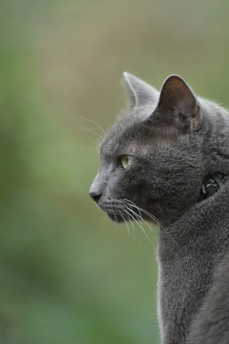 Russian Blue
