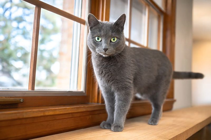 Russian Blue