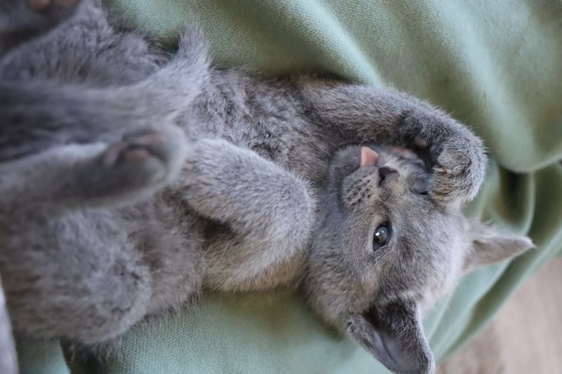 Russian Blue