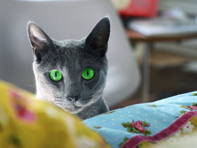 Russian Blue