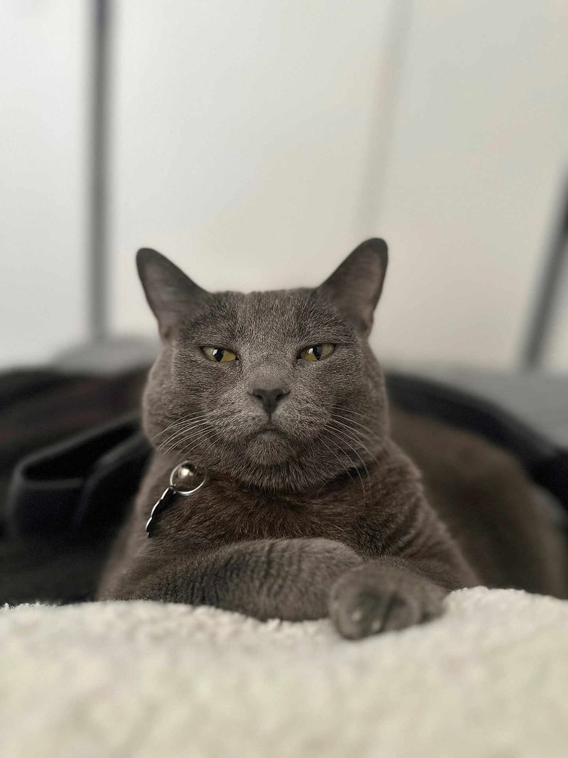 Russian Blue