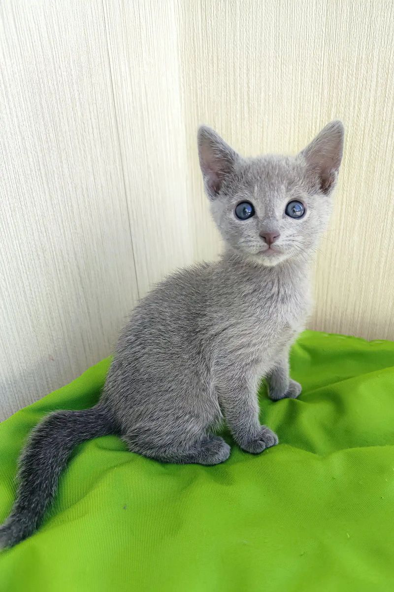 Russian Blue