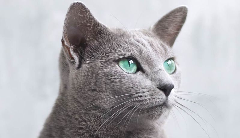 Russian Blue