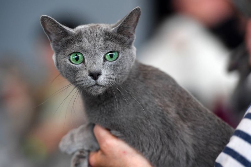 Russian Blue