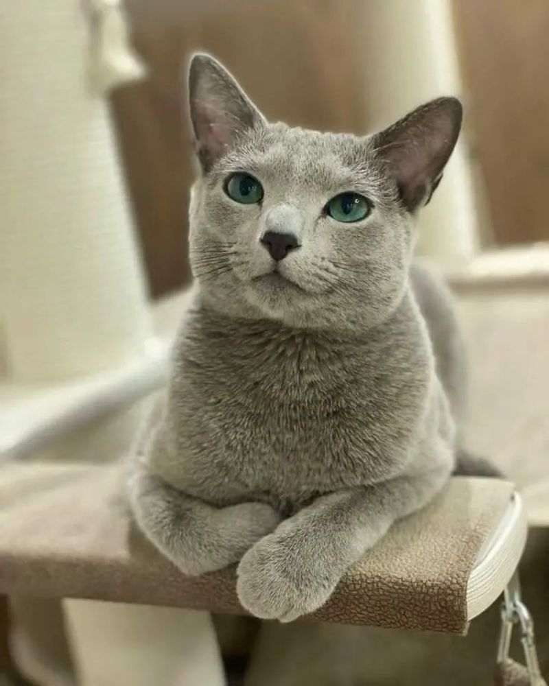 Russian Blue