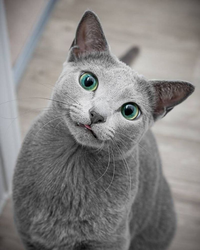 Russian Blue