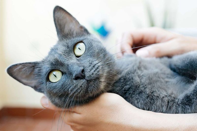 Russian Blue