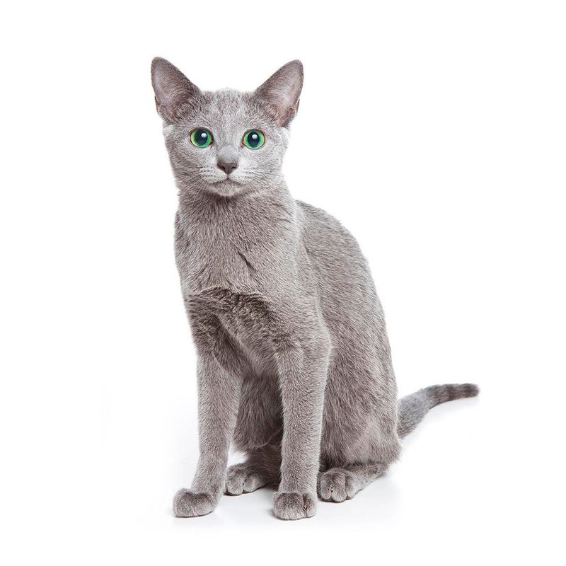 Russian Blue