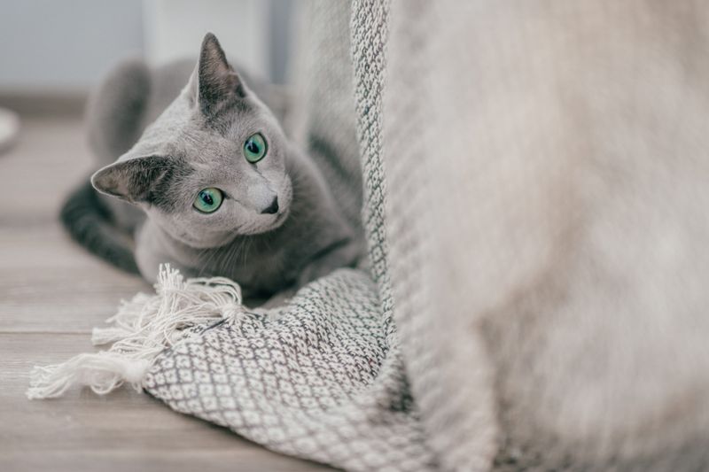 Russian Blue