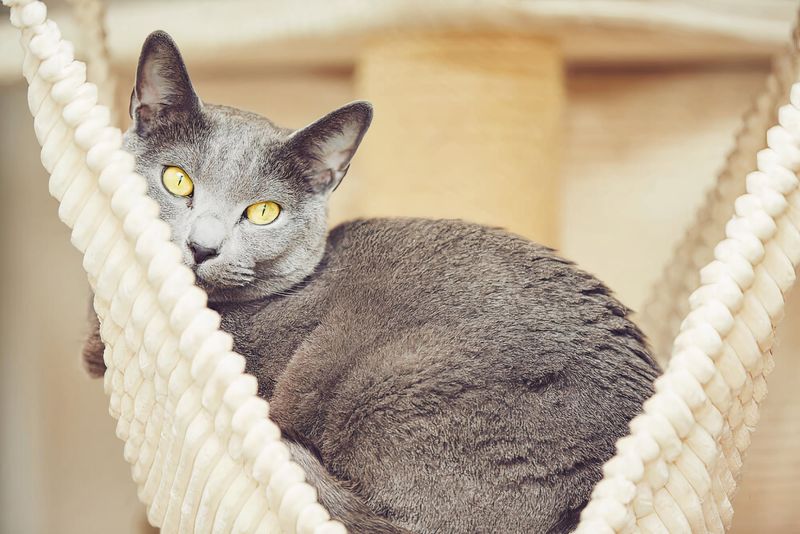 Russian Blue