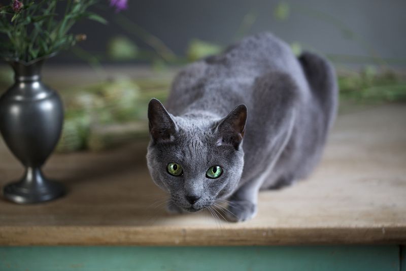 Russian Blue