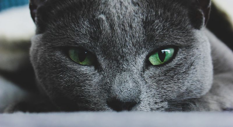 Russian Blue