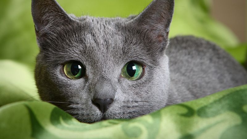 Russian Blue