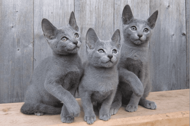 Russian Blue