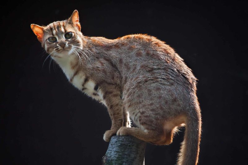 Rusty-Spotted Cat
