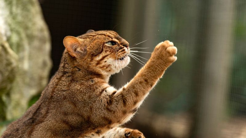 Rusty-Spotted Cat