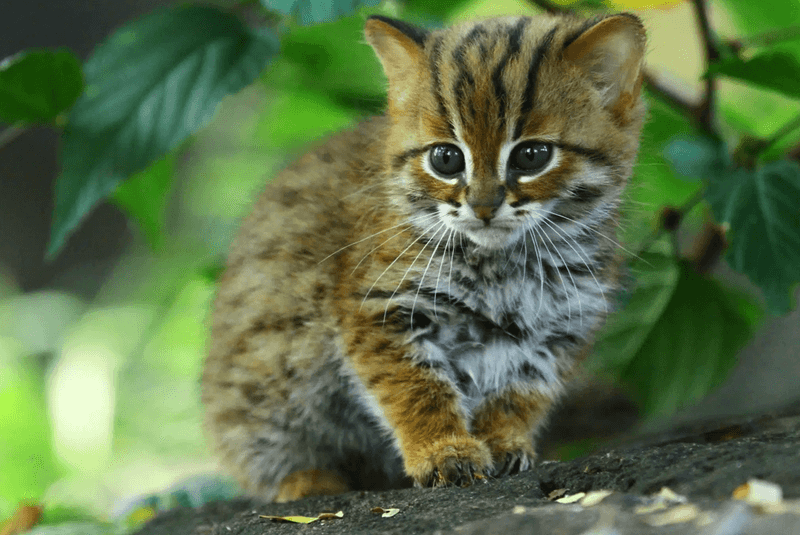 Rusty-Spotted Cat