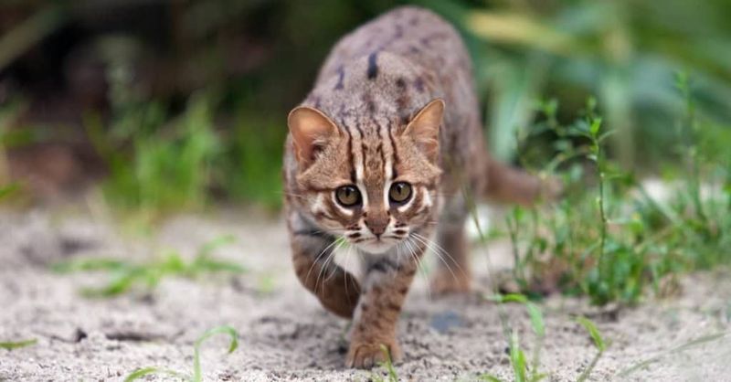 Rusty-spotted Cat (Prionailurus rubiginosus)