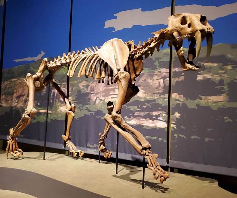 Sabertooth Cat (Smilodon fatalis)
