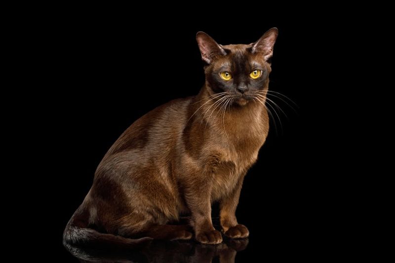 Sable