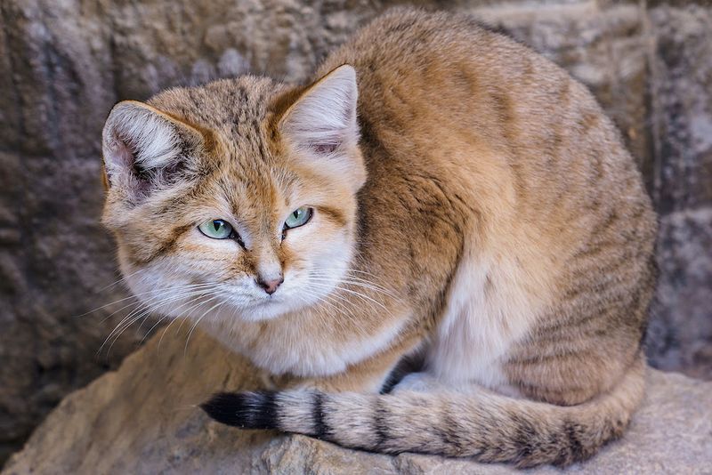Sand Cat