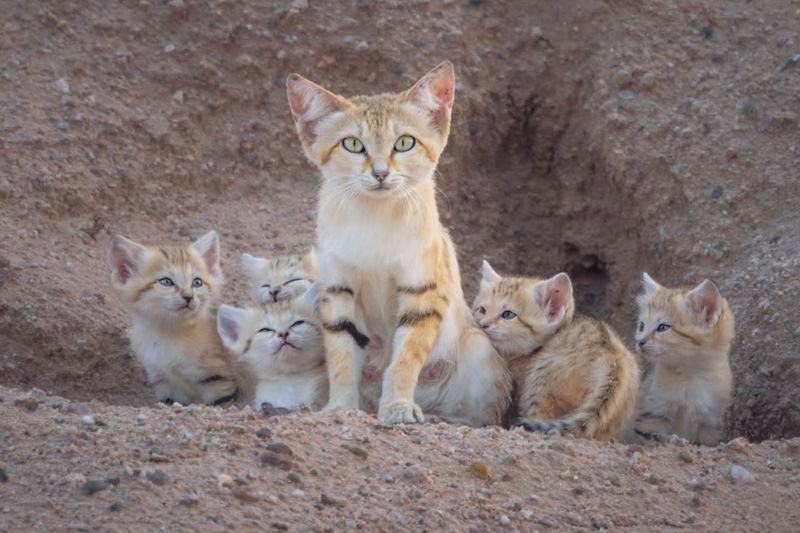 Sand Cat