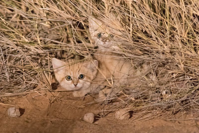 Sand Cat