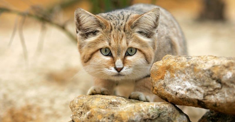 Sand Cat (Felis margarita)