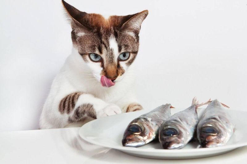 Sardines