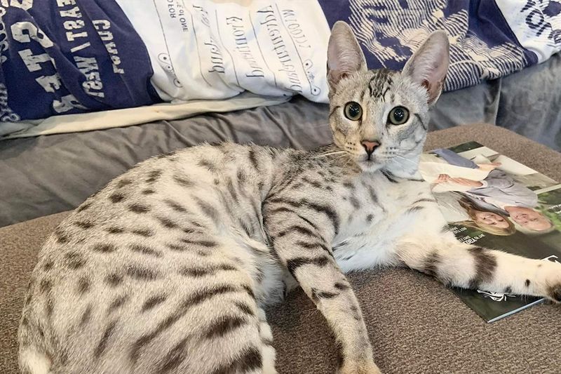 Savannah