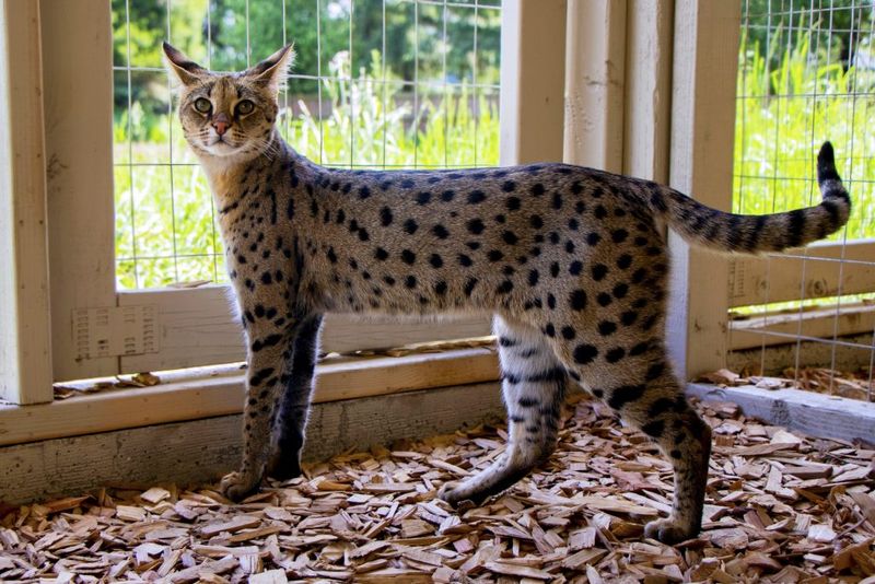 Savannah